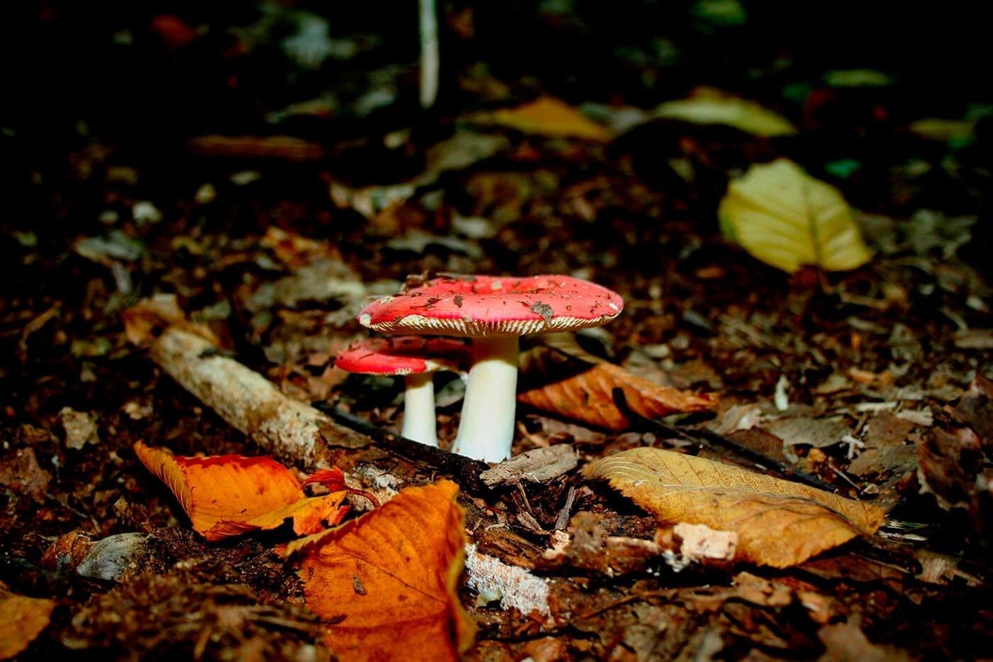 NJ Travel-Hiking-Mushrooms on Trail