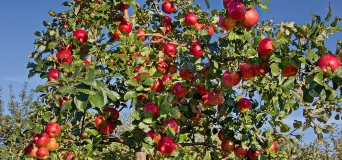 NJ Fall-NJ Farms-Apple Picking-Macintosh Apples