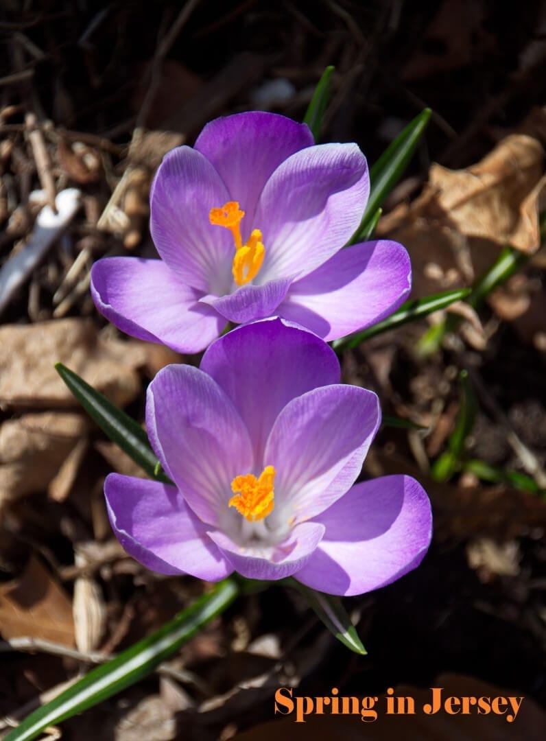 NJ Flowers in Spring: Crocus