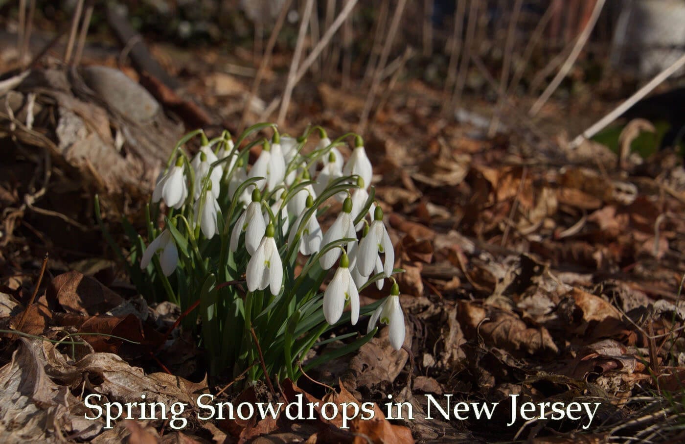 NJ Spring Blooms: Snowdrops