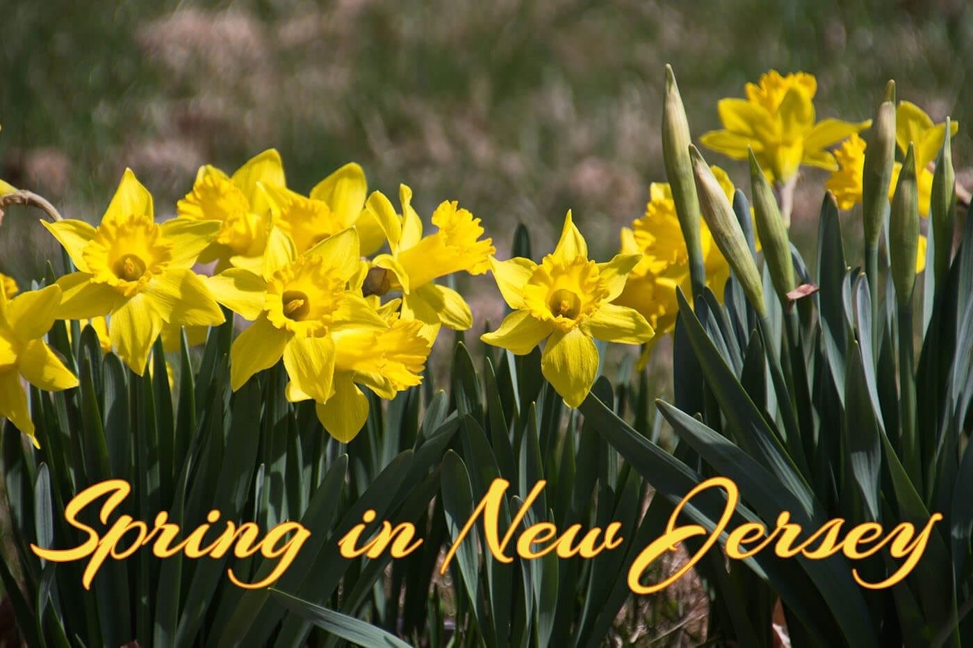 NJ Flowers in Spring: Daffodils