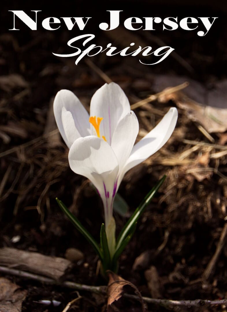 NJ Flowers in Spring: Crocus