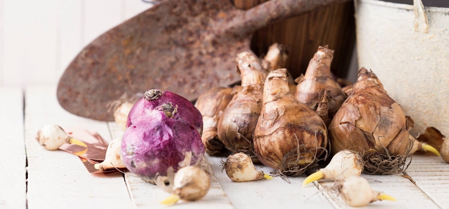 NJ Home and Garden-Flower bulbs