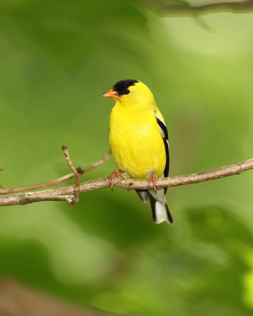 NJ Travel-Male American Goldfinch (Spinus tristis)