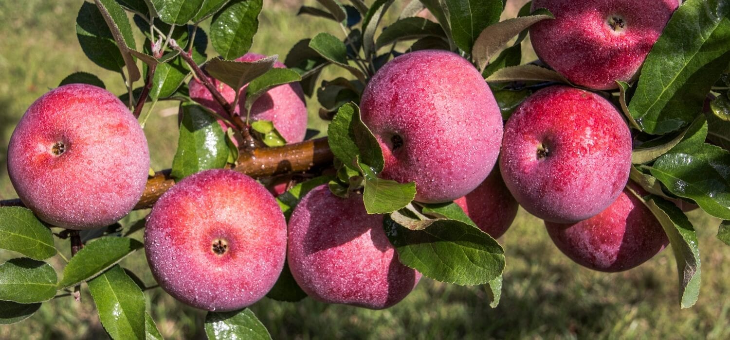 NJ Fall-Halloween-Apples Red Hero