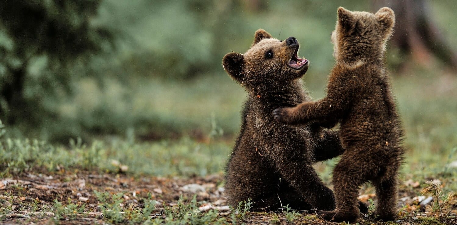 NJ Events-Brown bear cubs playing