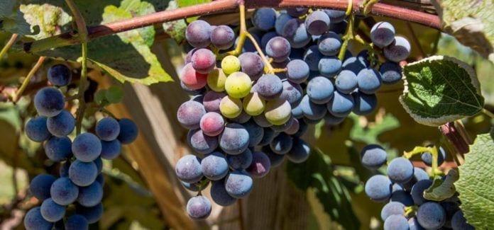 NJ Fall-Bunch of Concord Grapes