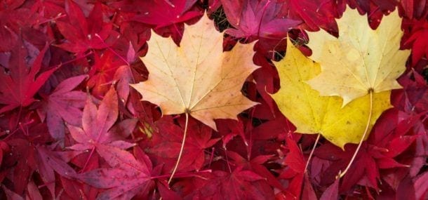 Maple Leaves Hero 3-1500