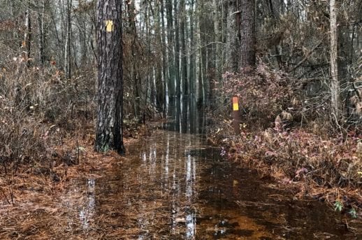 wharton state forest