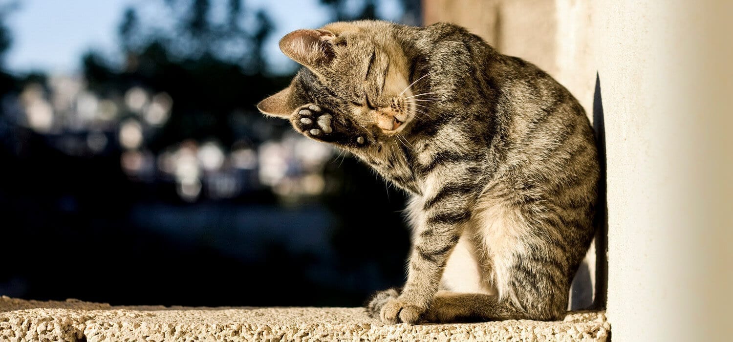 NJ Cats-Tabby cat sitting