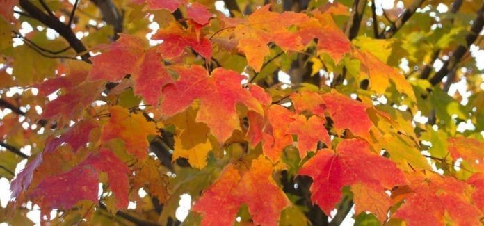 NJ Fall Foliage Feature-Maple Leaves Hero