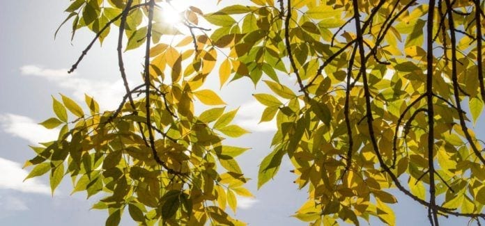 NJ Fall-Yellow Fall Foliage in Sun light