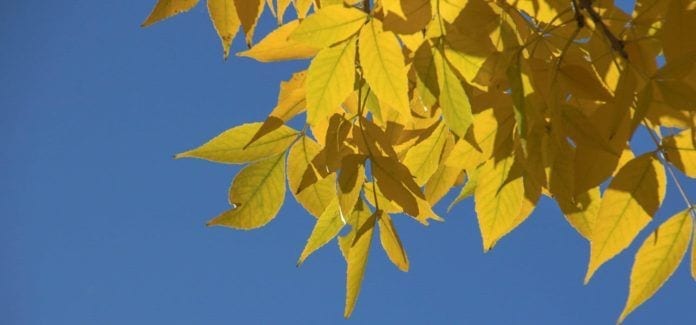 NJ Fall-Yellow Leaves Washinton NJ