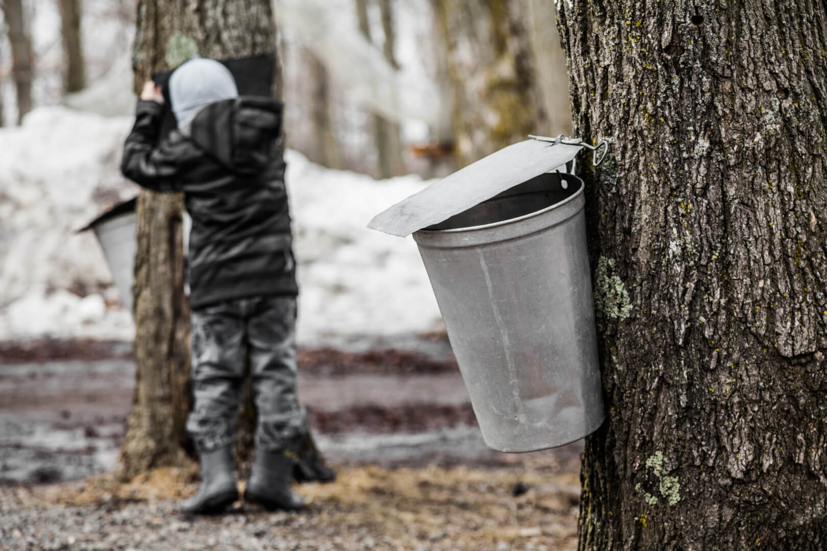 Maple Sugaring