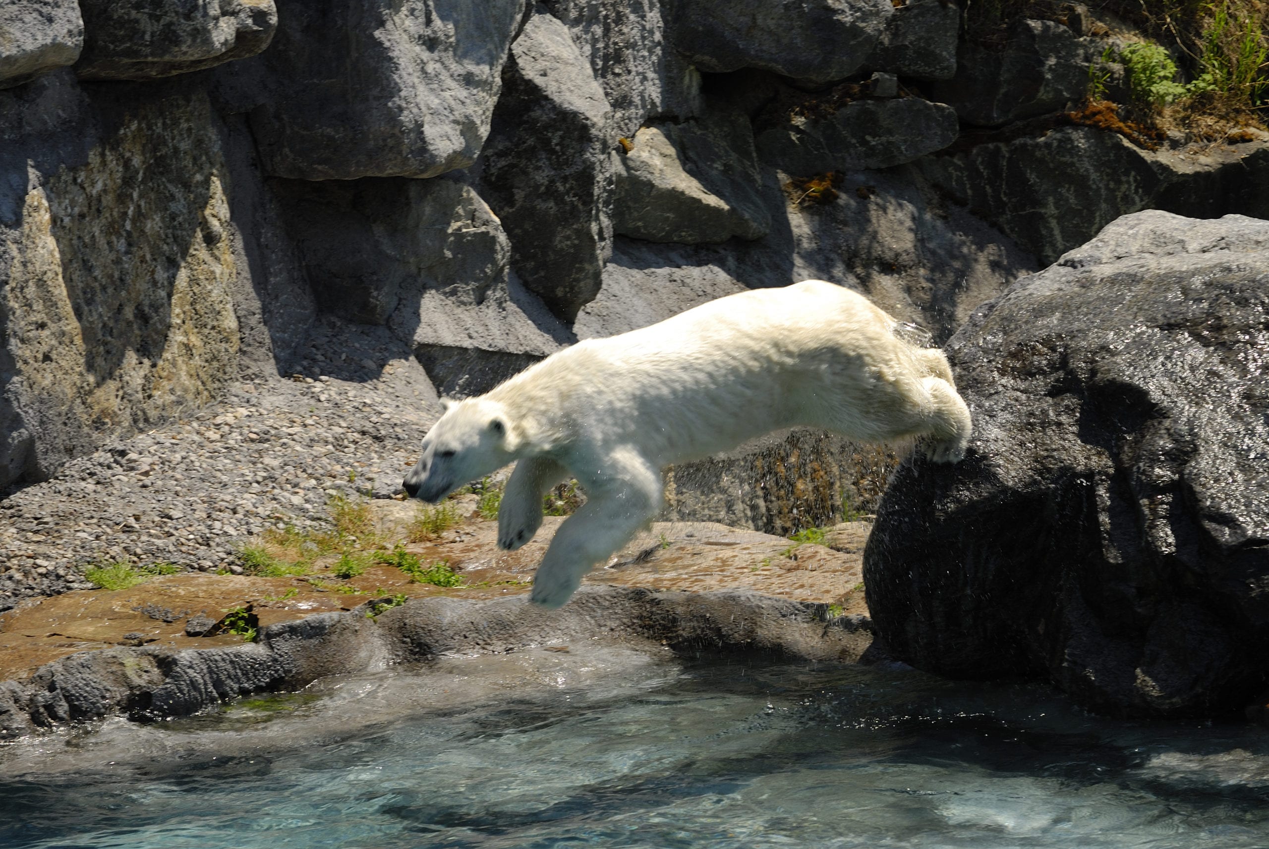Polar Bear Plunge