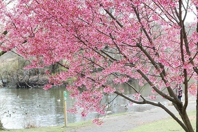 Cherry Blossom Tree, Branch Brook Park