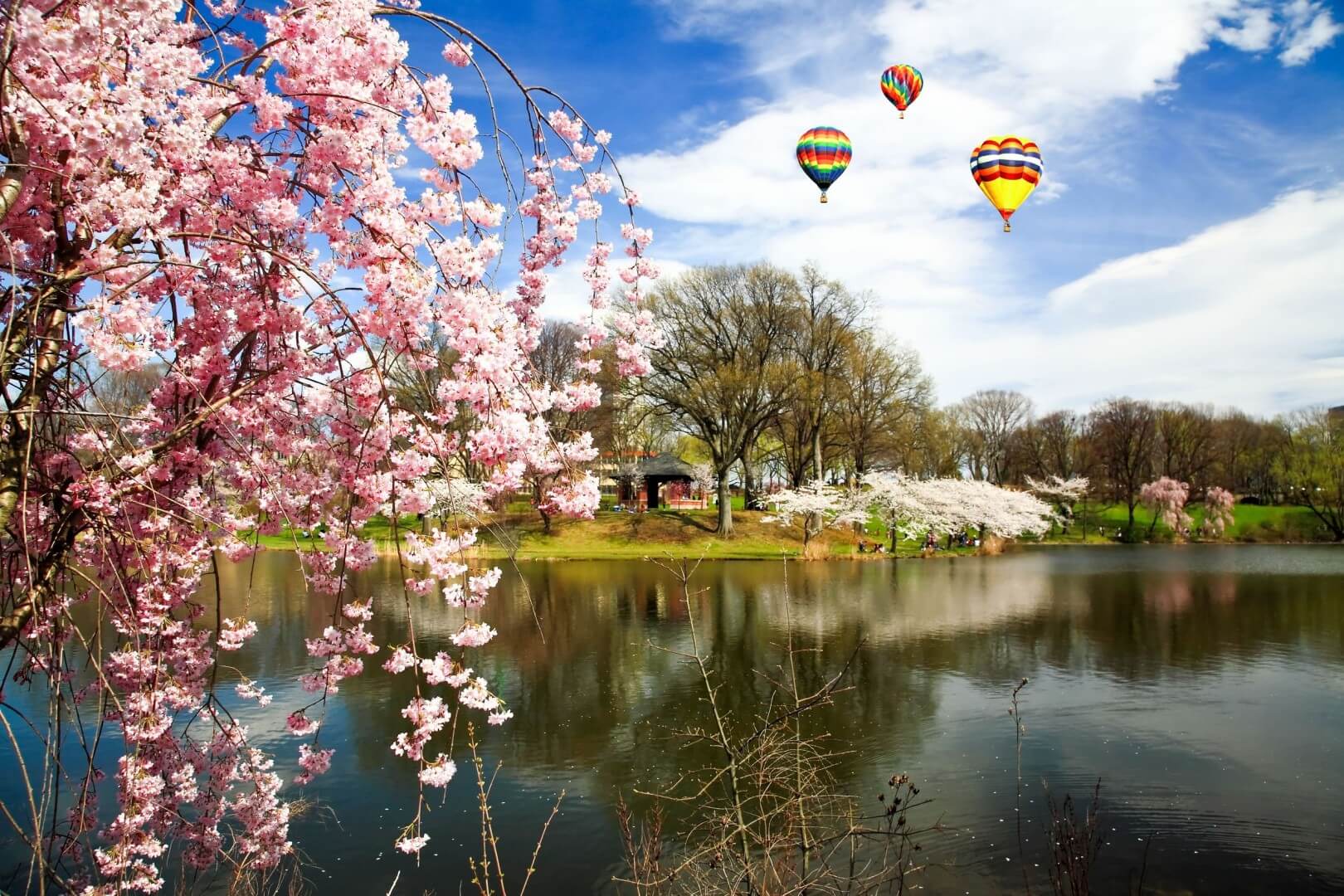 The Cherry Blossom Festival - Branch Brook Park