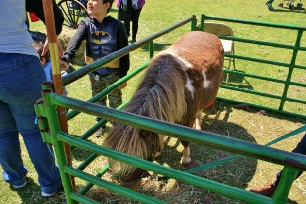 Essex County Family Day