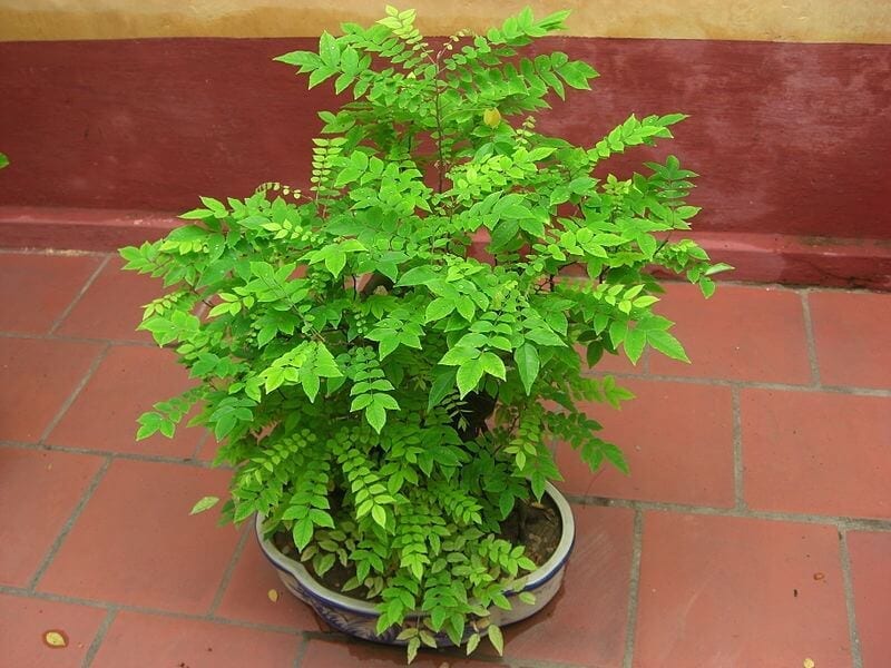 Potted Tree gifts for treehuggers