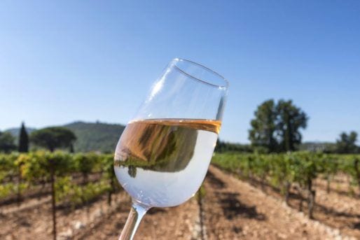 Glass of wine at vineyard