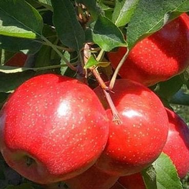 Terhune Orchards