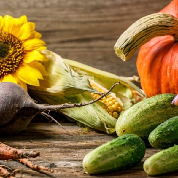Vegetables, pumpkin and sunflowers