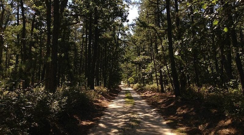 Wharton State Forest