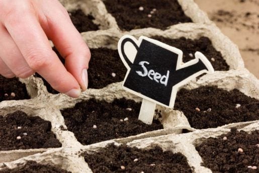 spring seed planting
