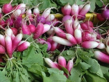 spring seed planting