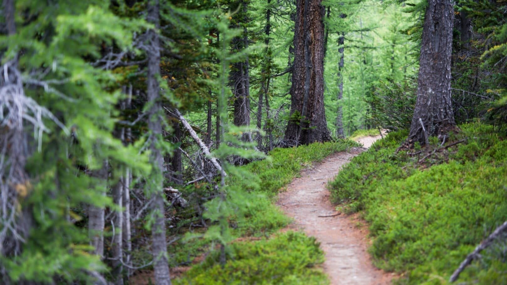 improves health, nature, health