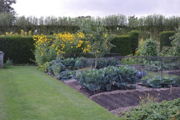 Healthy Benefits of Gardening