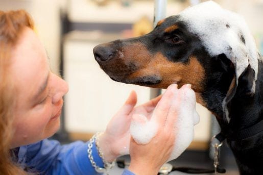 morris animal inn, pet care