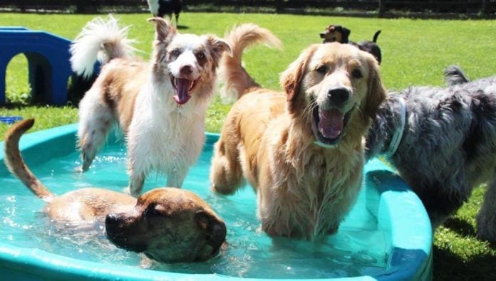 morris animal inn, pet care