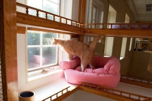 morris animal inn, pet care