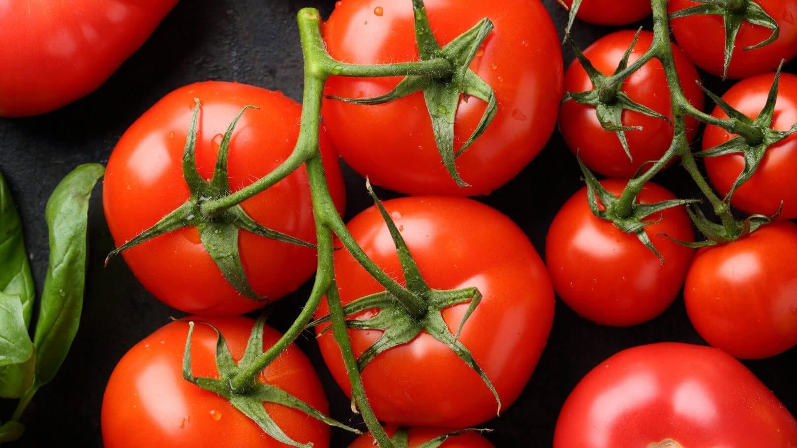 tomatoes, health benefits, eating tomatoes