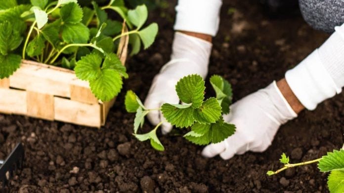 cover crops, garden