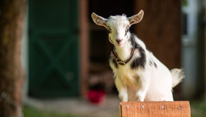 Photo of Goat at Dutch Hill Farms