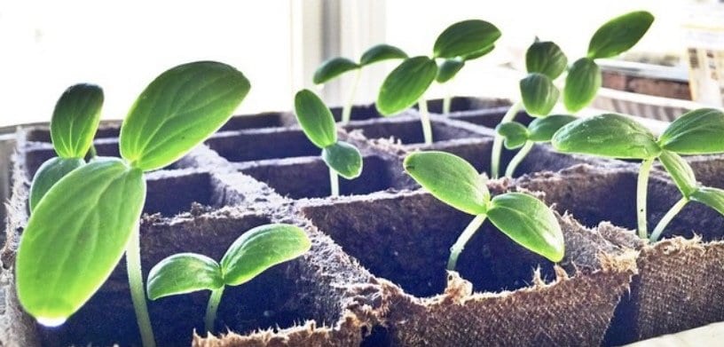 Homesteading Garden Example