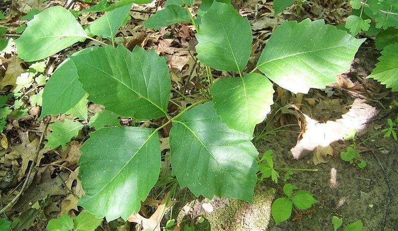 Poison Ivy in Perrot State Park