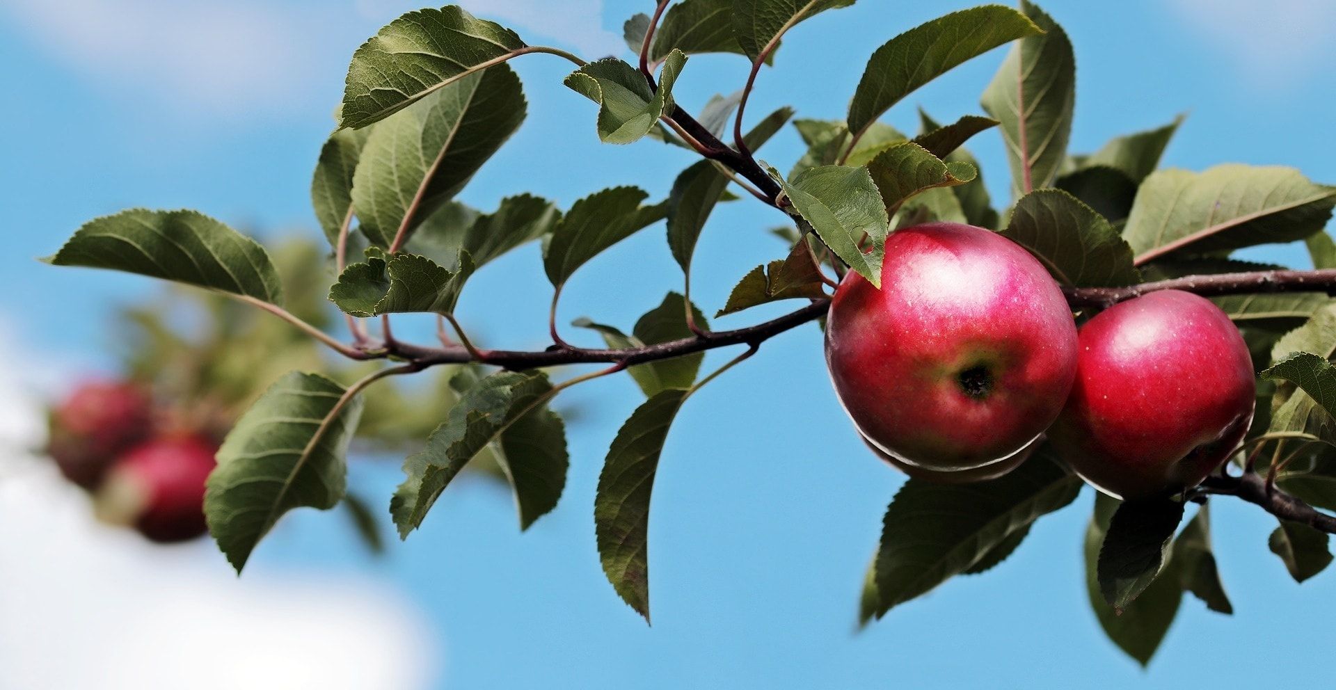 Demarest Farms Apple Tree