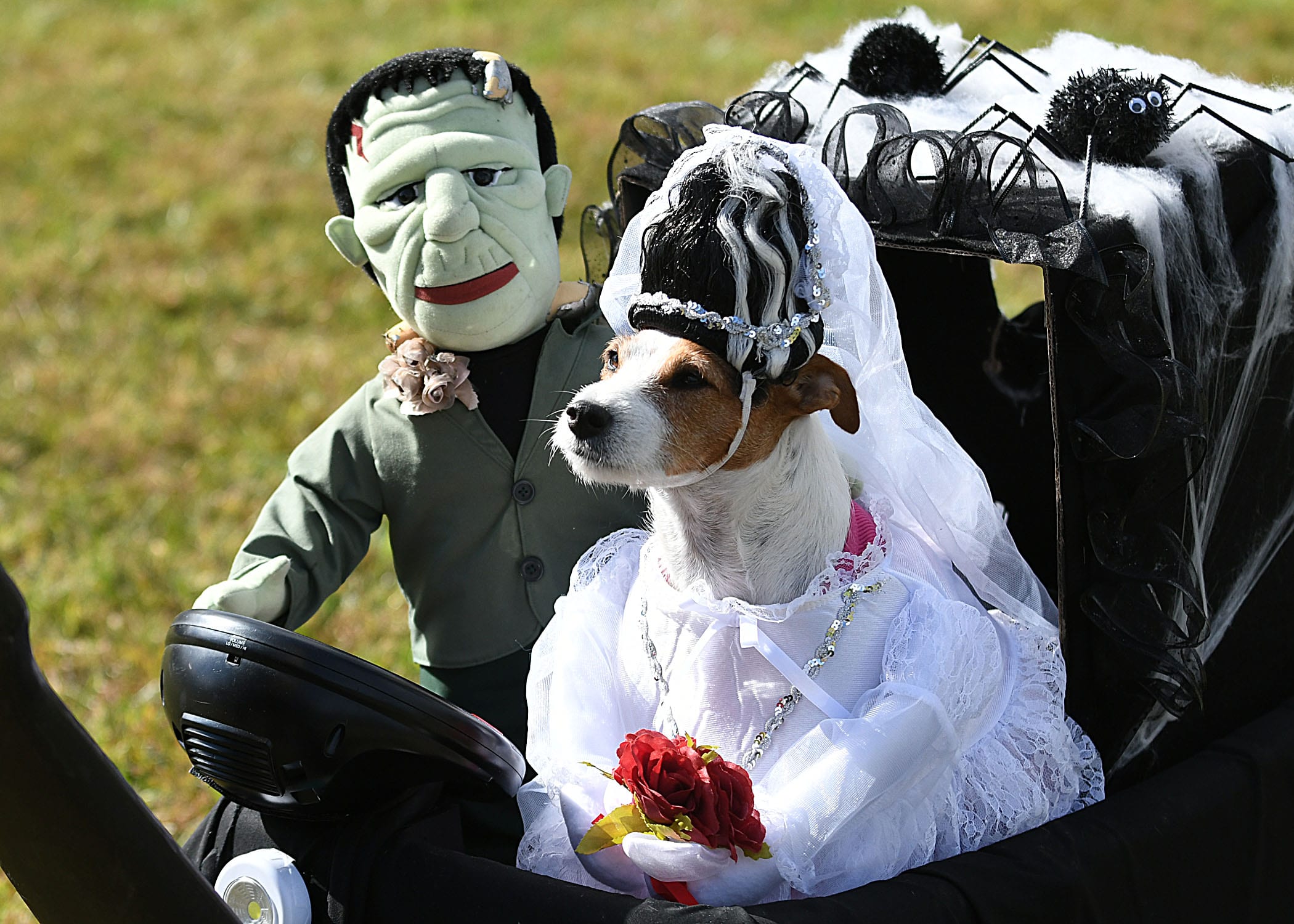 Dog in Bride of Frankenstein Halloween Costume
