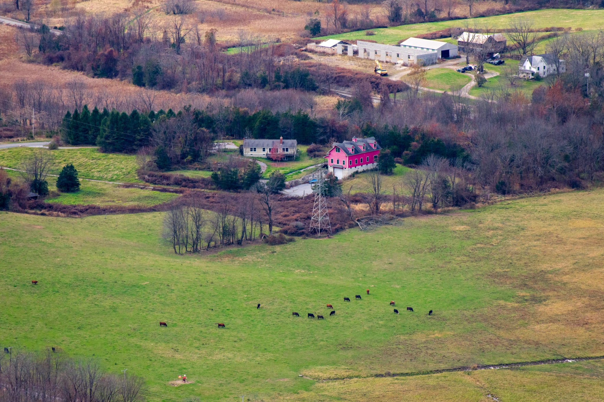 Cows grazing in the distance