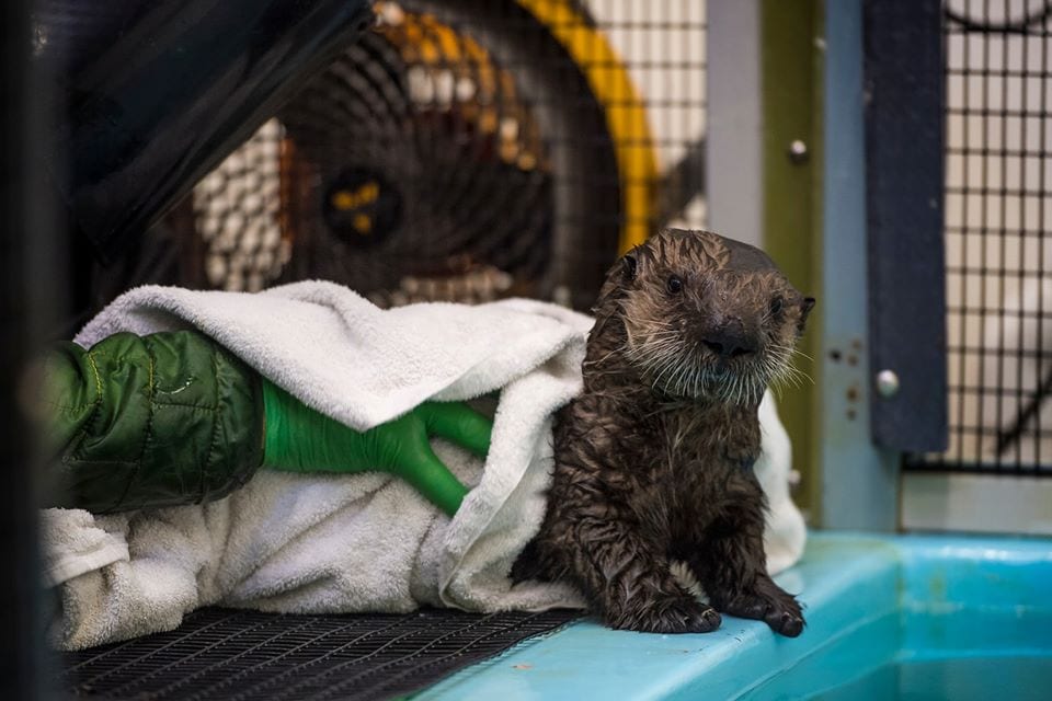 Aquarium of the Pacific Sea Otter Animal Cam