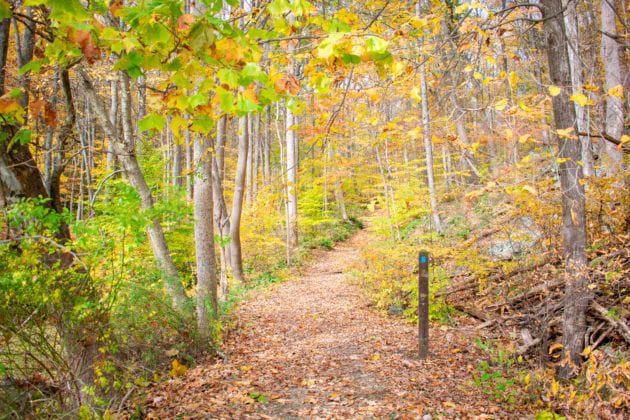 Walking trail at Park