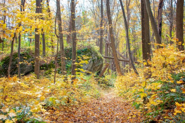 Lush trees and foliage at Jenny Jump State Forest