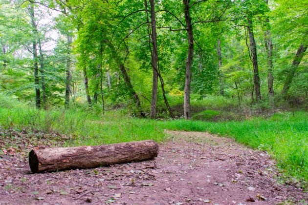 Trail to Baldwin Lake