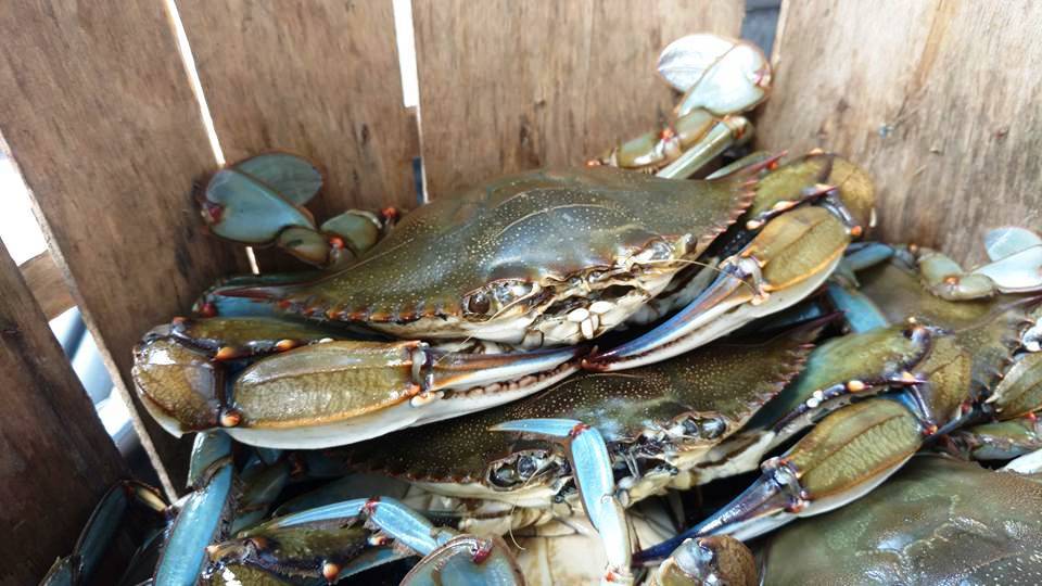 The Best Crabbing Spots in New Jersey Best of NJ