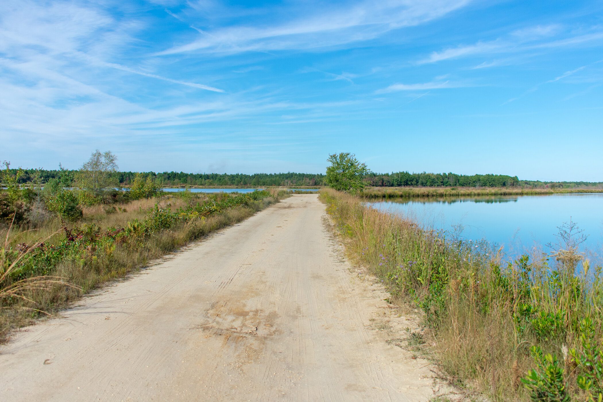 Whitesbog Trail Cranberry Bogs