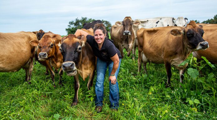 Sugar Maple Jerseys Farm