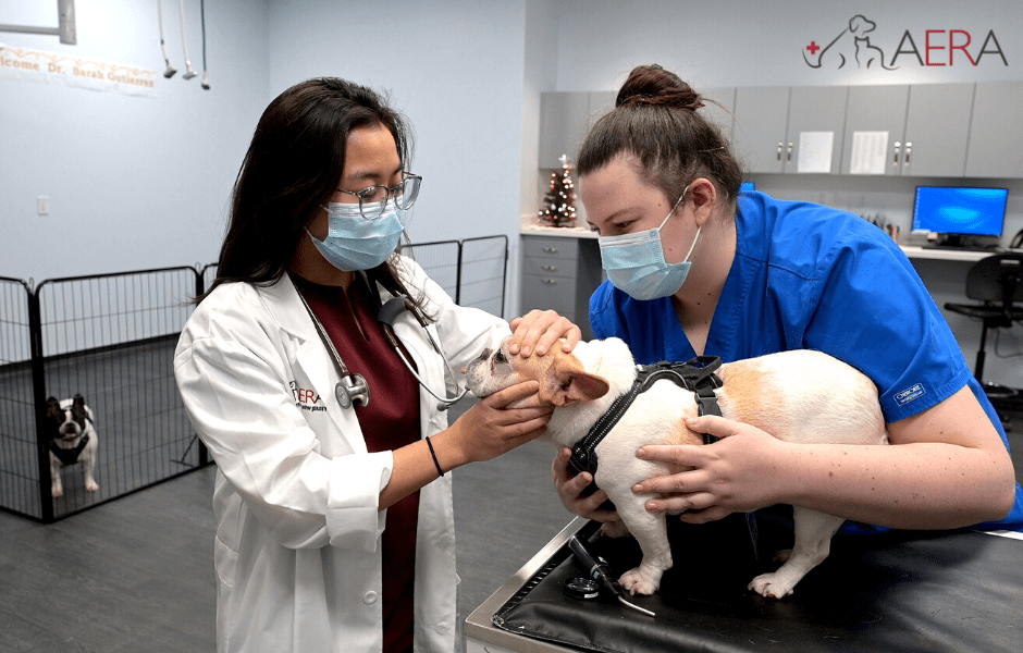 Best Emergency Vets in New Jersey - AERA Doctor working with dog